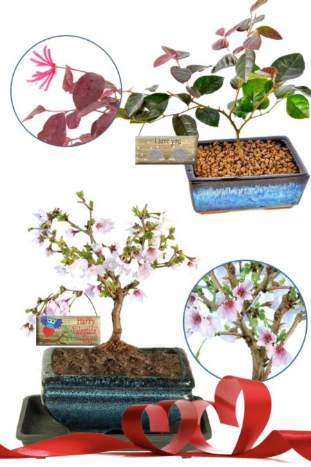 Valentine’s Day Flowering Bonsai Duo – The Cherry Blossom & Chinese Blush Tree!