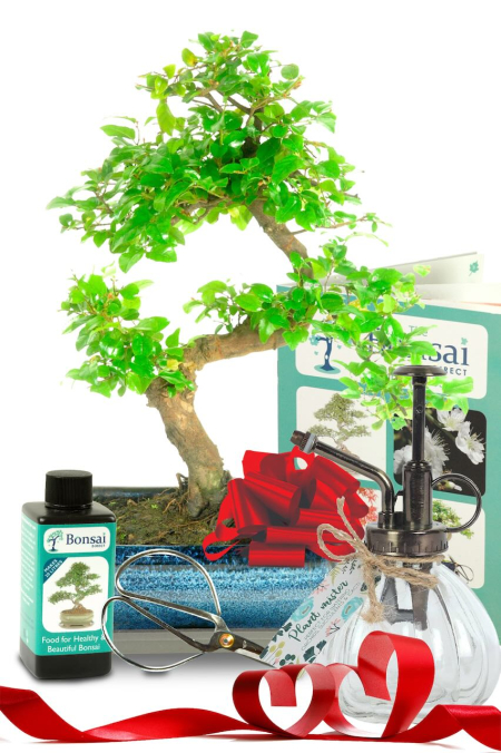 Fruiting Chinese Sweet Plum bonsai tree - Comprehensive Valentine's Day gift! For sale in UK with FREE delivery!