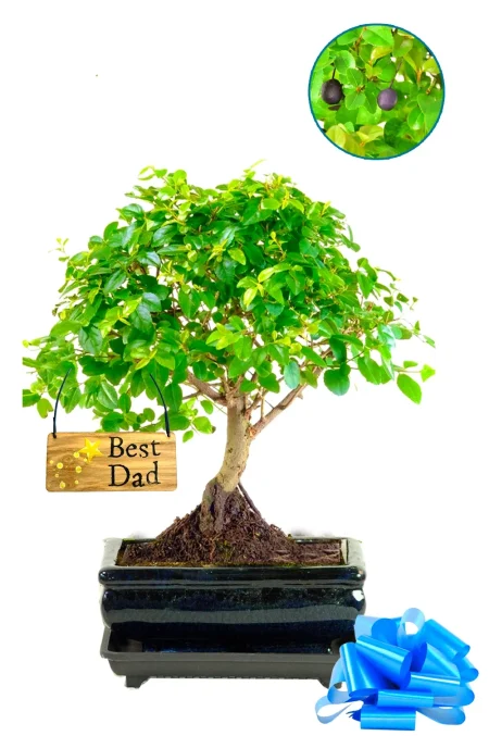 Thoughtful Gifts for Plant Dads Who Love Something a Little Different
