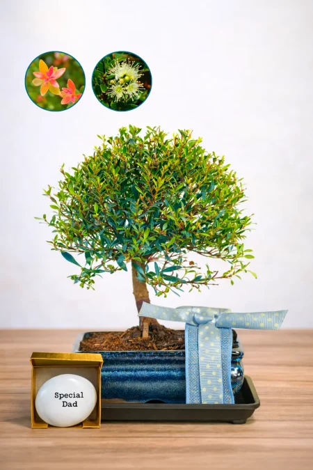 The Best Gifts for Dad – A Bonsai That Blooms and Bears Fruit
