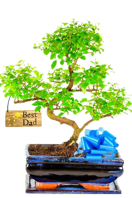 Unique Gifts for Dad – A Bonsai That Grows With Love