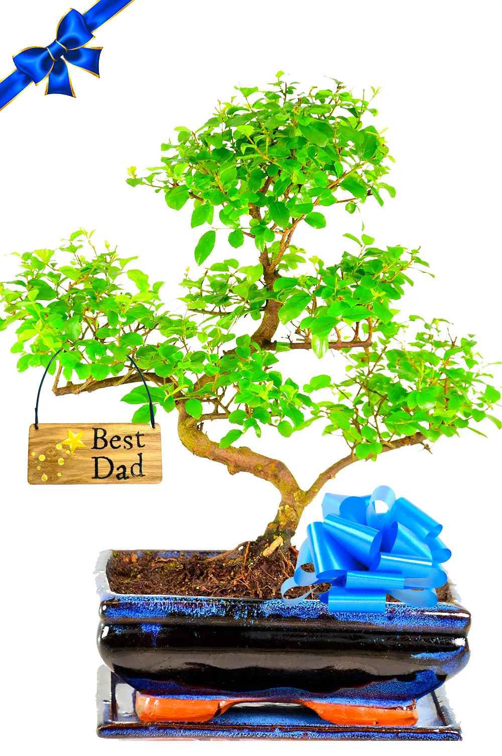 Unique Gifts for Dad – A Bonsai That Grows With Love