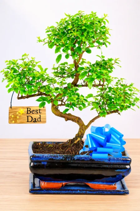 Unique Gifts for Dad – A Bonsai That Grows With Love. Perfect for Fathers Day