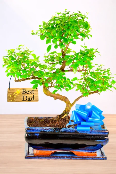 Unique Gifts for Dad – A Bonsai That Grows With Love. Perfect for Fathers Day