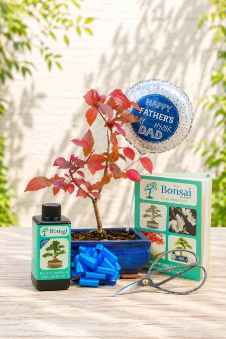 First Father’s Day Gift – A Bonsai That Grows With Dad