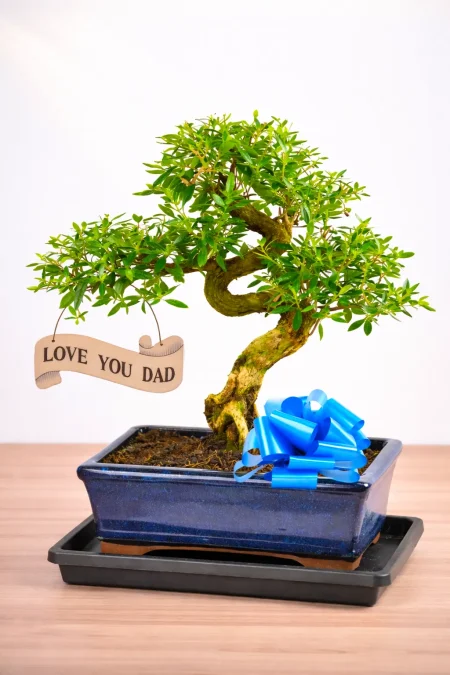 Unique Gifts for Dad – A Blossoming Bonsai That Lasts