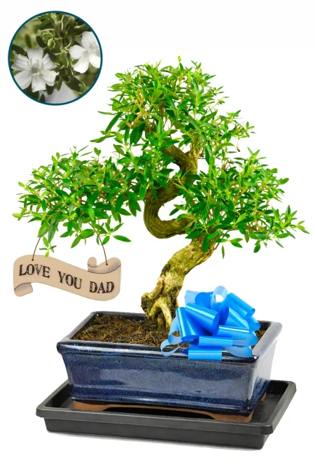 Unique Gifts for Dad – A Blossoming Bonsai That Lasts