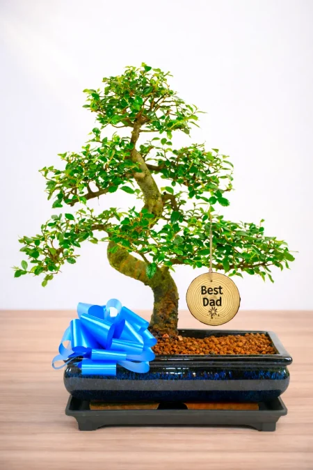 The Ultimate Father’s Day Gift – A Majestic 16-Year-Old Chinese Elm Bonsai