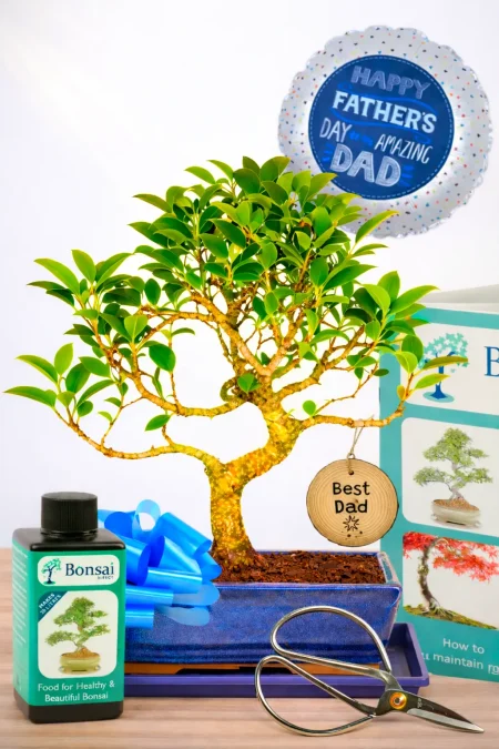 A Fun Father’s Day Gift – The Easy-Going Ficus Bonsai