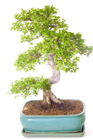 Outstanding Specimen | Extra-Large Beginners Bonsai - Excellent Representation of Woodland Tree