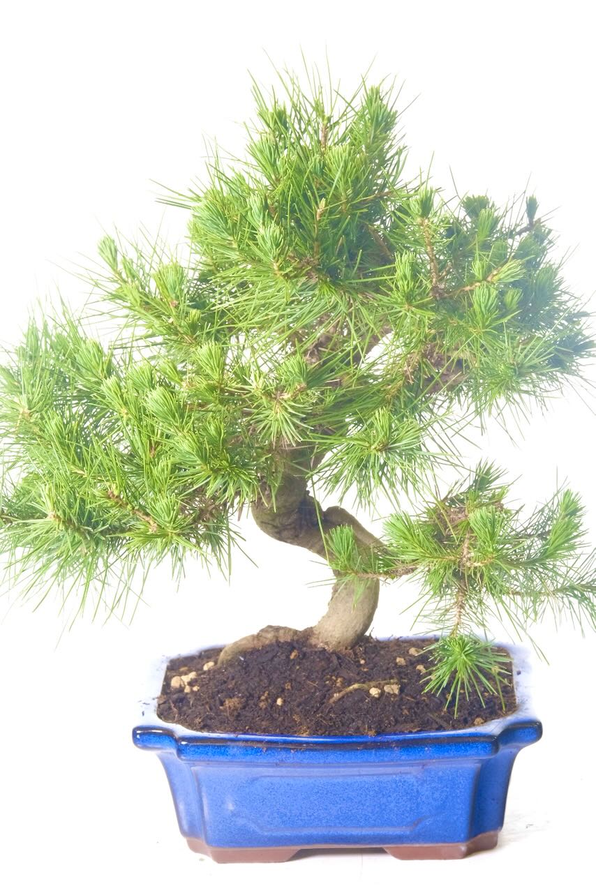 liquidambar bonsai Liquidambar Bonsai (2001) – Bonsai at The Bay