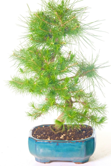 Top Quality Pine Bonsai Tree for Sale in Green Pot
