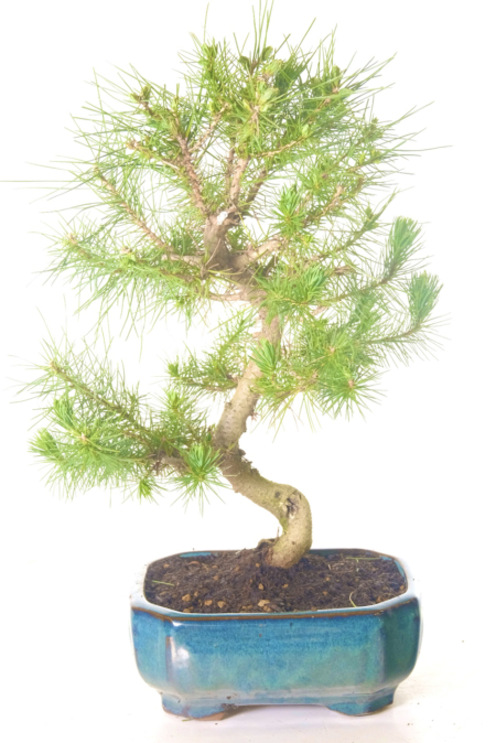 Delightful Aleppo Mediterranean Pine Bonsai with Serpentine Shape