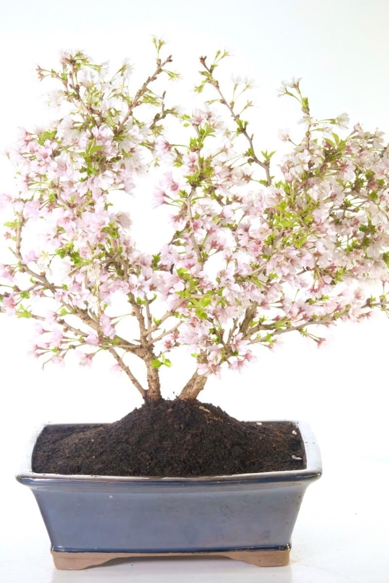 Phenomenal twin Cherry Blossom outdoor bonsai tree for sale UK