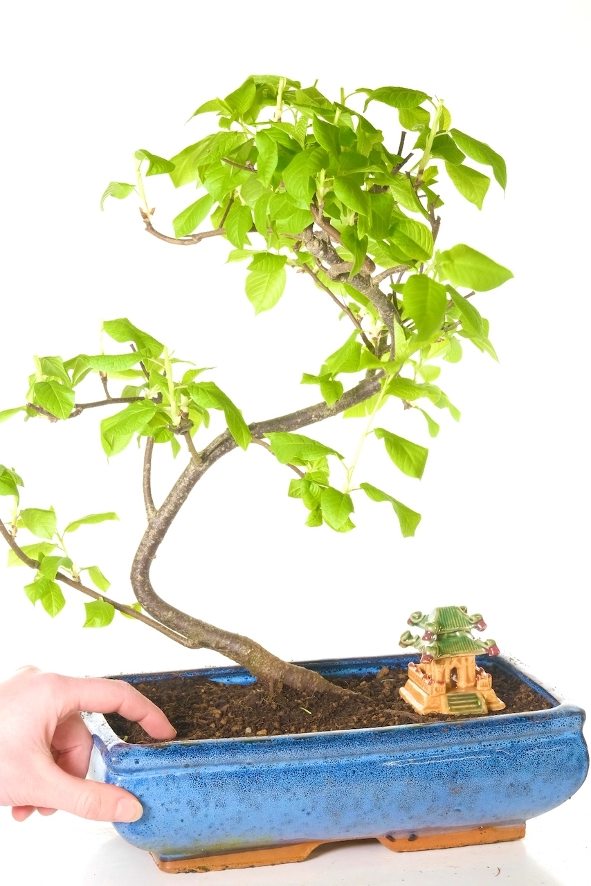 Comes potted in a navy blue ceramic pot with temple ornament
