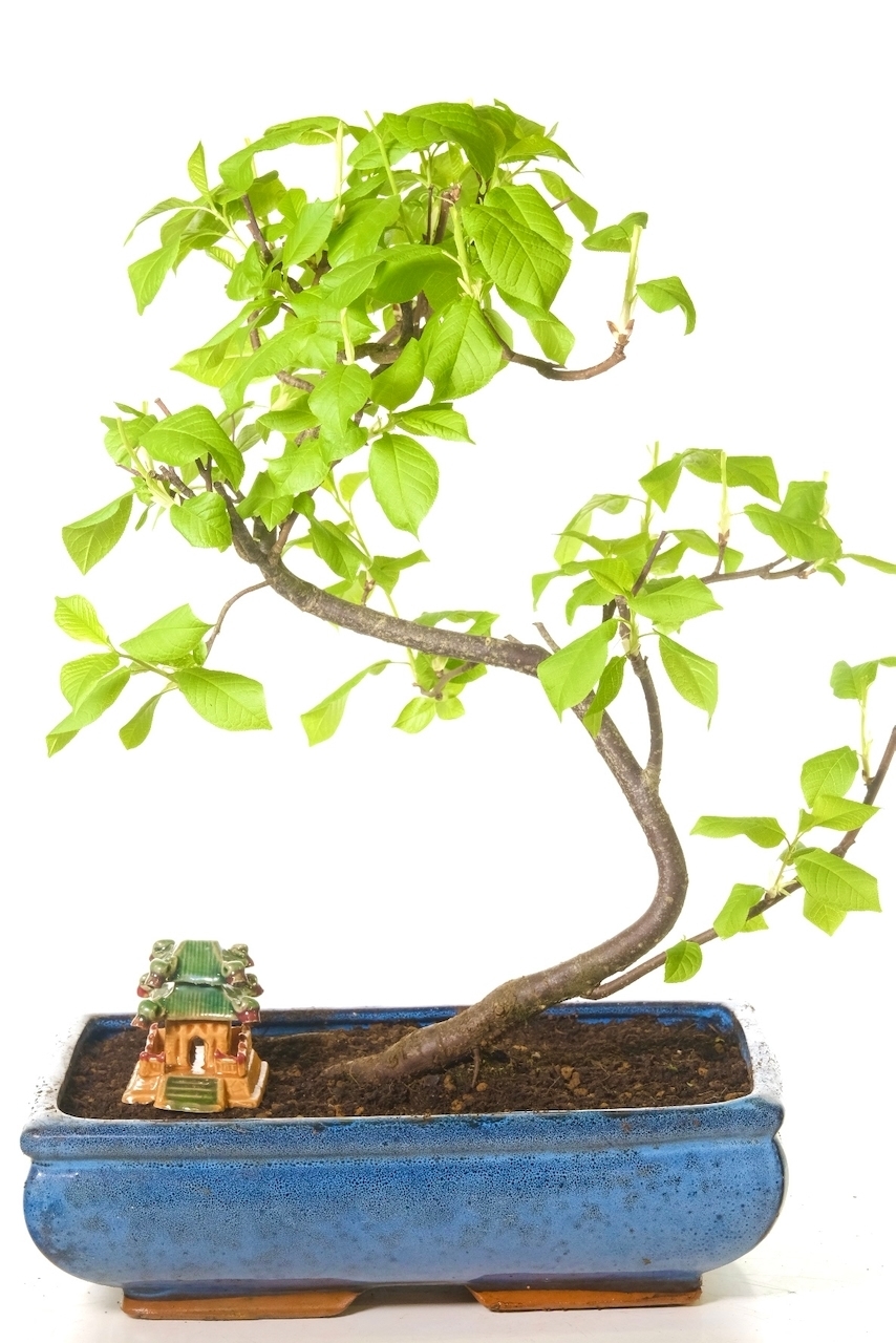 Sweet Bird Cherry Outdoor Bonsai Tree for sale UK
