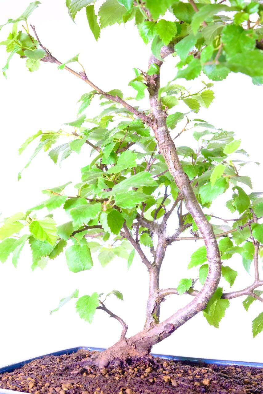 close up of the lovely silvery striations on the bark of this mature silver birch