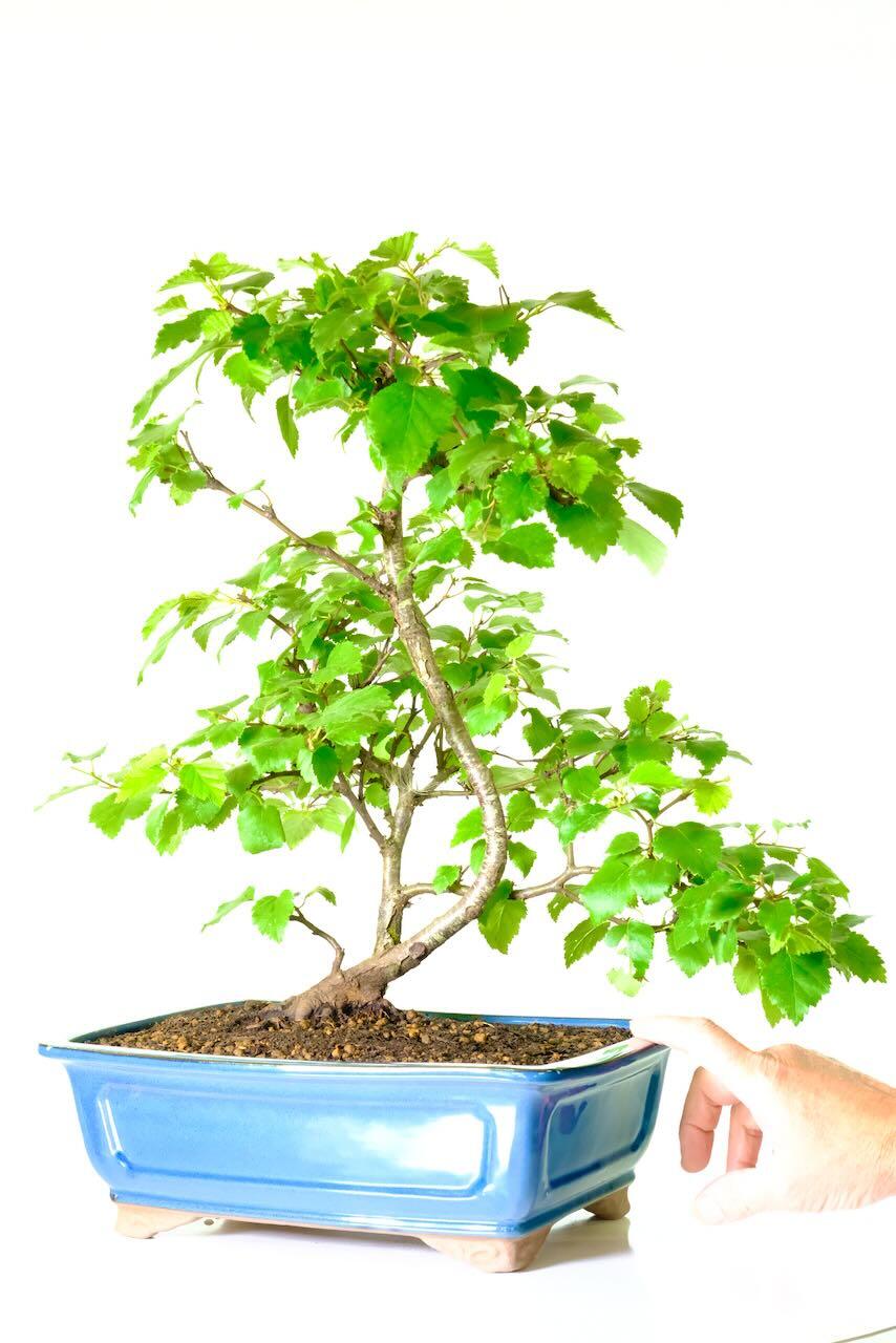 Sublime Bonsai Silver Birch | Gentle Sweeping Design with Lush 'Heart-Shaped' leaves in glossy blue pot