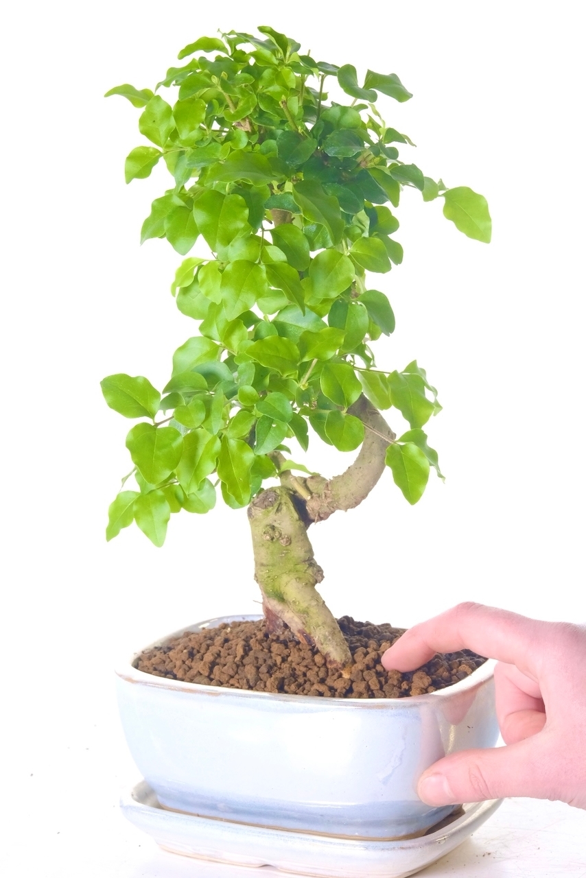 Comes potted in a pearlescent ceramic pot with matching drip tray