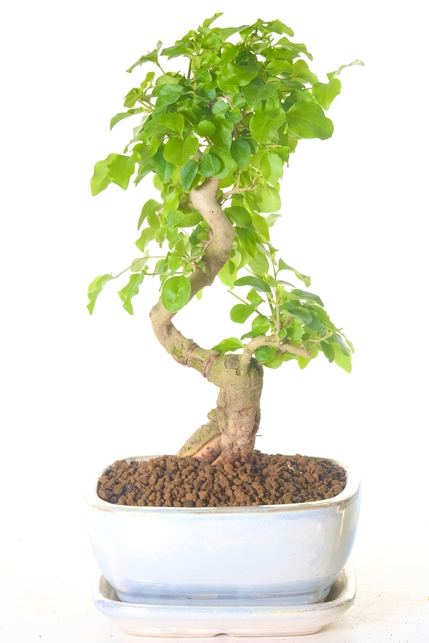 Delivery across the UK is free with the option to upgrade your delivery!