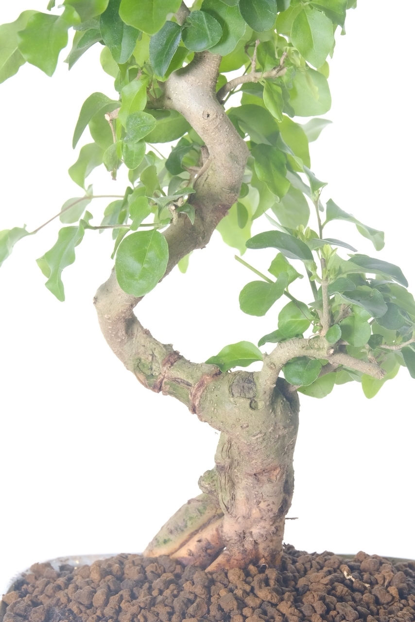 Wonderful shaping with excellent features and rich leaves