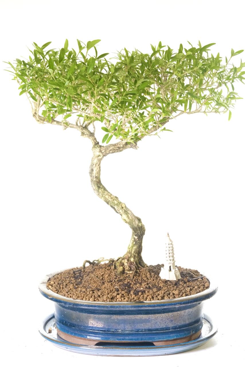 grow a bonsai tree from seed Bonsai Tree Grow Kit