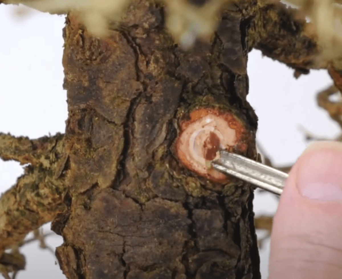 Using then gauge to remove the Larch Bonsai tree branch - A great tool to cleanup knobs.