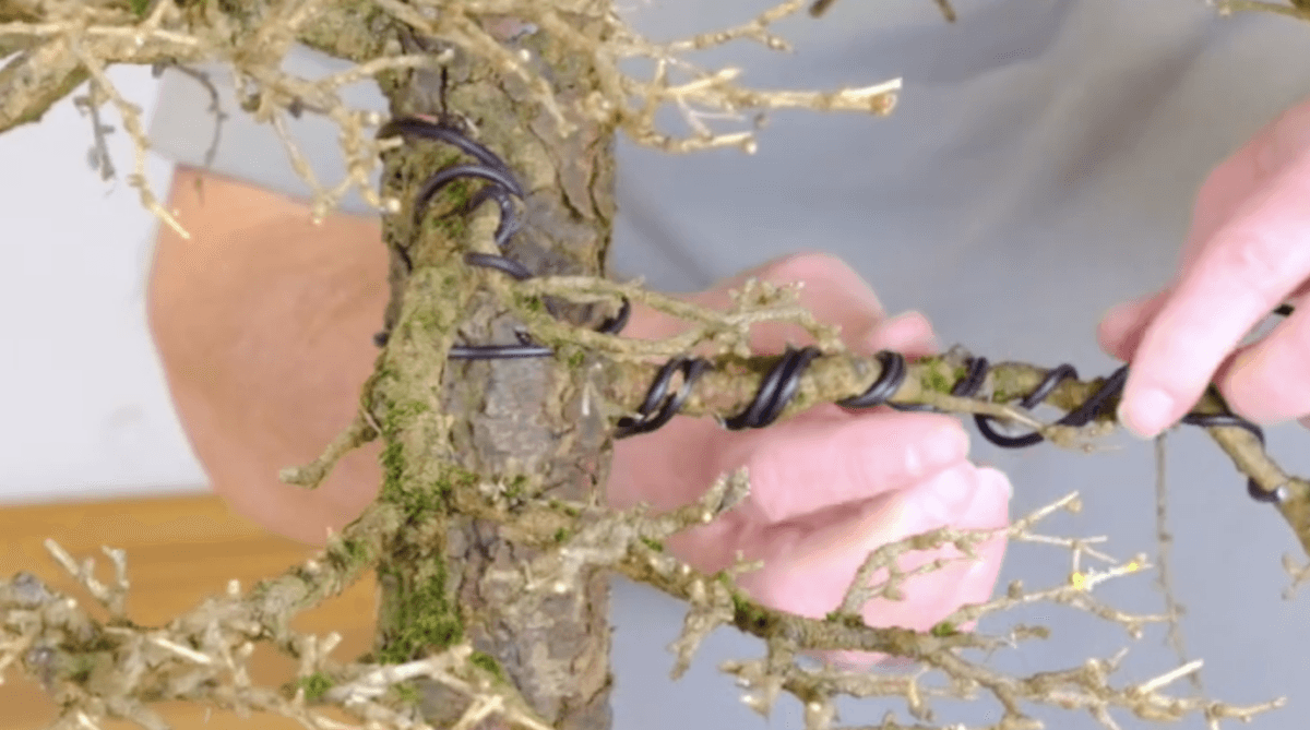 Part 2 - Wiring the branches of the Larch Bonsai tree