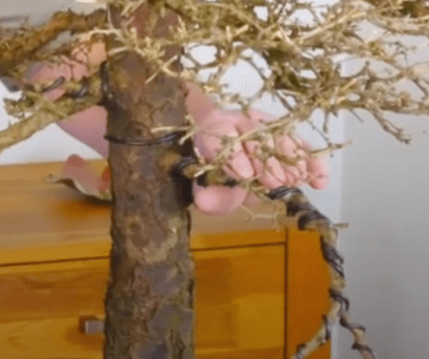 Neatly wired branch on this larch bonsai tree