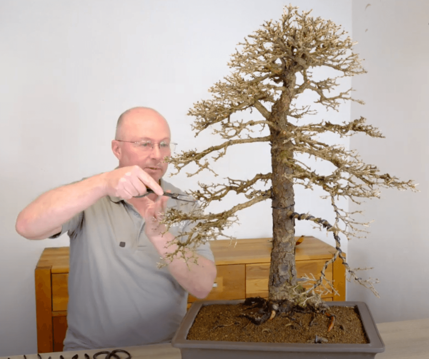 Larch Bonsai Repotting | Part 3 - 46 year old bonsai transformation
