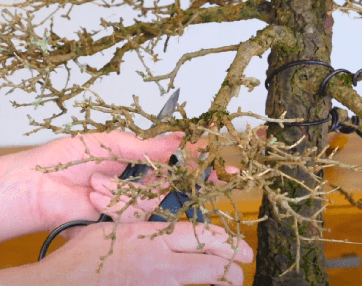 Discover the Beauty of Larch Bonsai: Pruning and Re-Styling in Detail [45-46 years old]