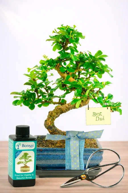 Father’s Day Bonsai – Flowering Fukien Tea Tree Gift