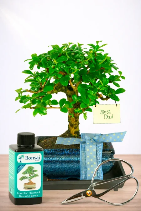 Baby Orchard Style Special Dad Bonsai Gift | Delivered Gift Wrapped - Amazing Value