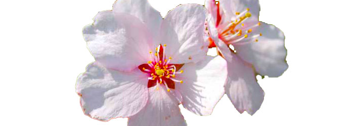 Spring Bonsai Tree Sale