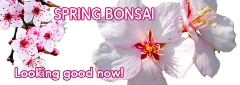 Spring Bonsai Tree Collection
