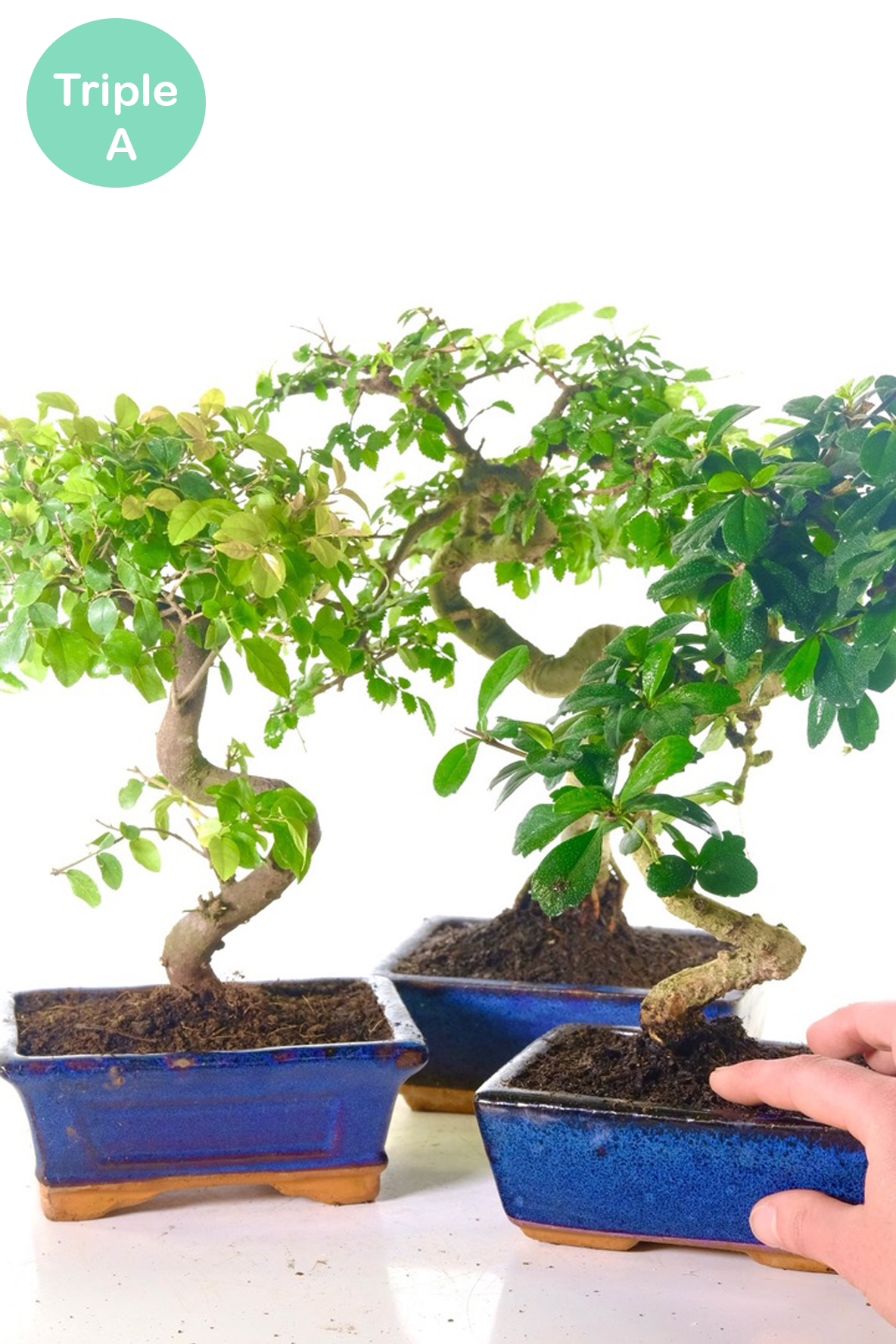 Chinese Fukien Tea Tree & Chinese Sweet Plum Triple Pack
