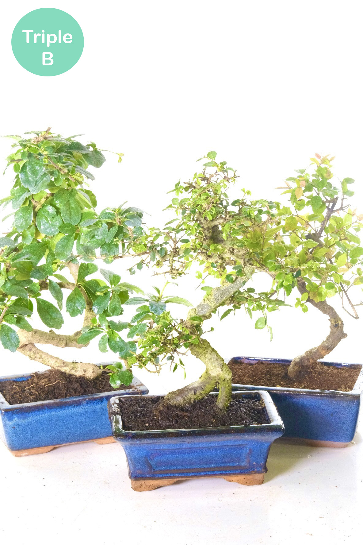 Triple Pack - Chinese Elm, Flowering Fukien Tea Tree & Fruiting Chinese Sweet Plum for sale UK