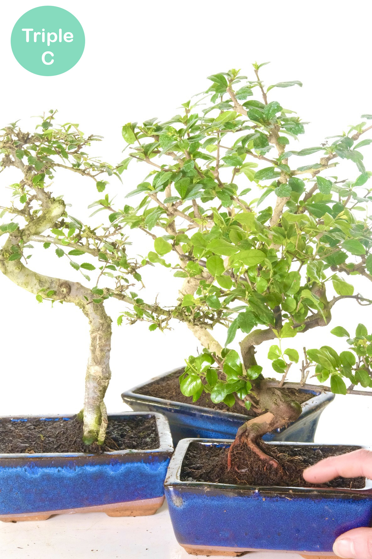 Triple Pack - Chinese Elm, Flowering Fukien Tea Tree & Fruiting Chinese Sweet Plum for sale UK