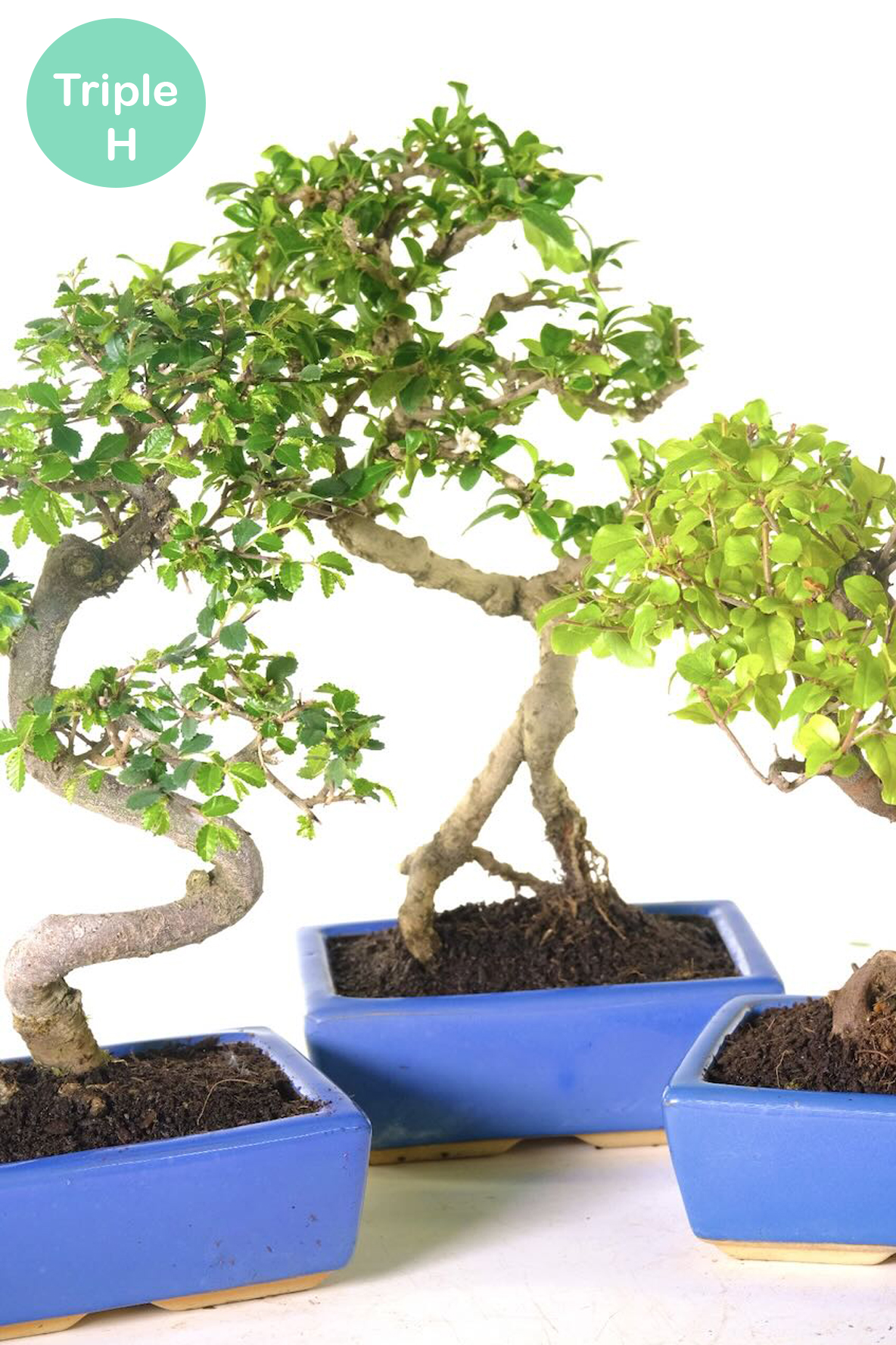 Chinese Fukien Tea Tree & Chinese Sweet Plum Triple Pack
