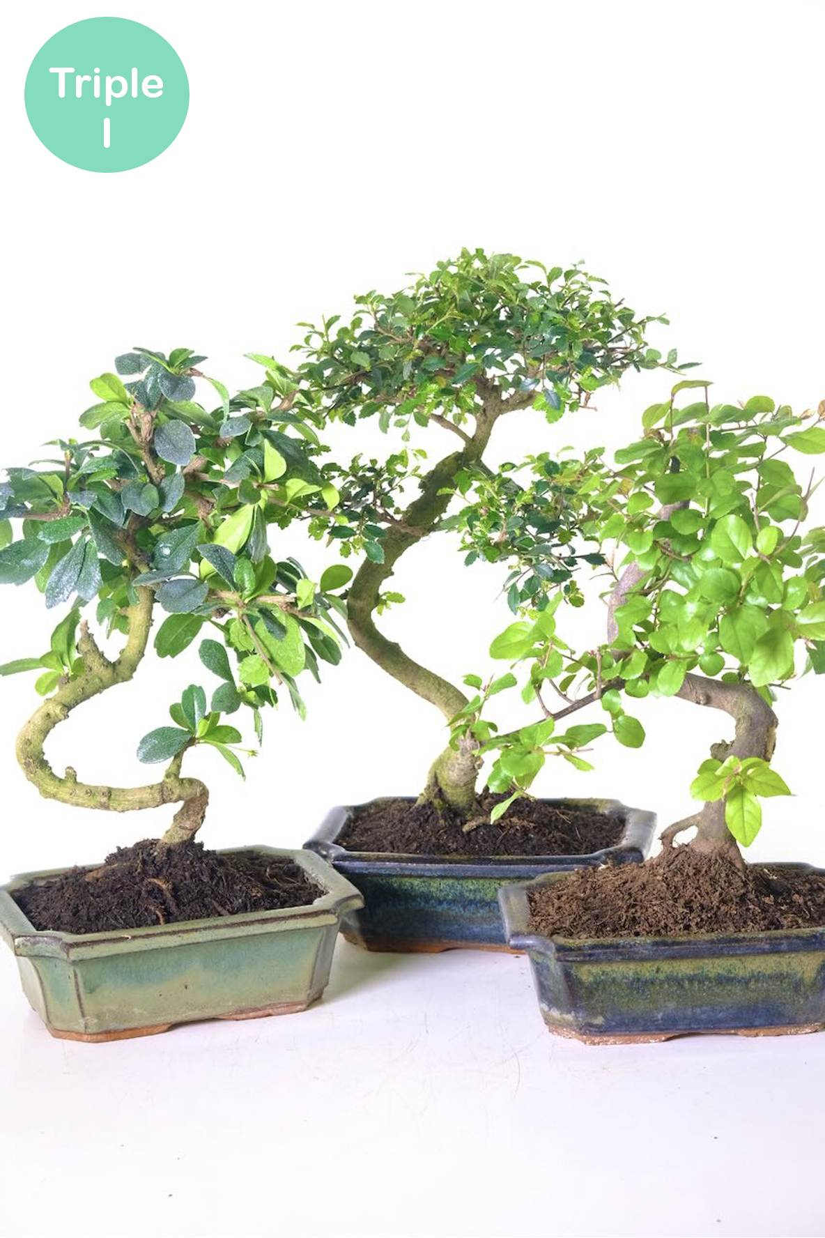 Chinese Fukien Tea Tree & Chinese Sweet Plum Triple Pack