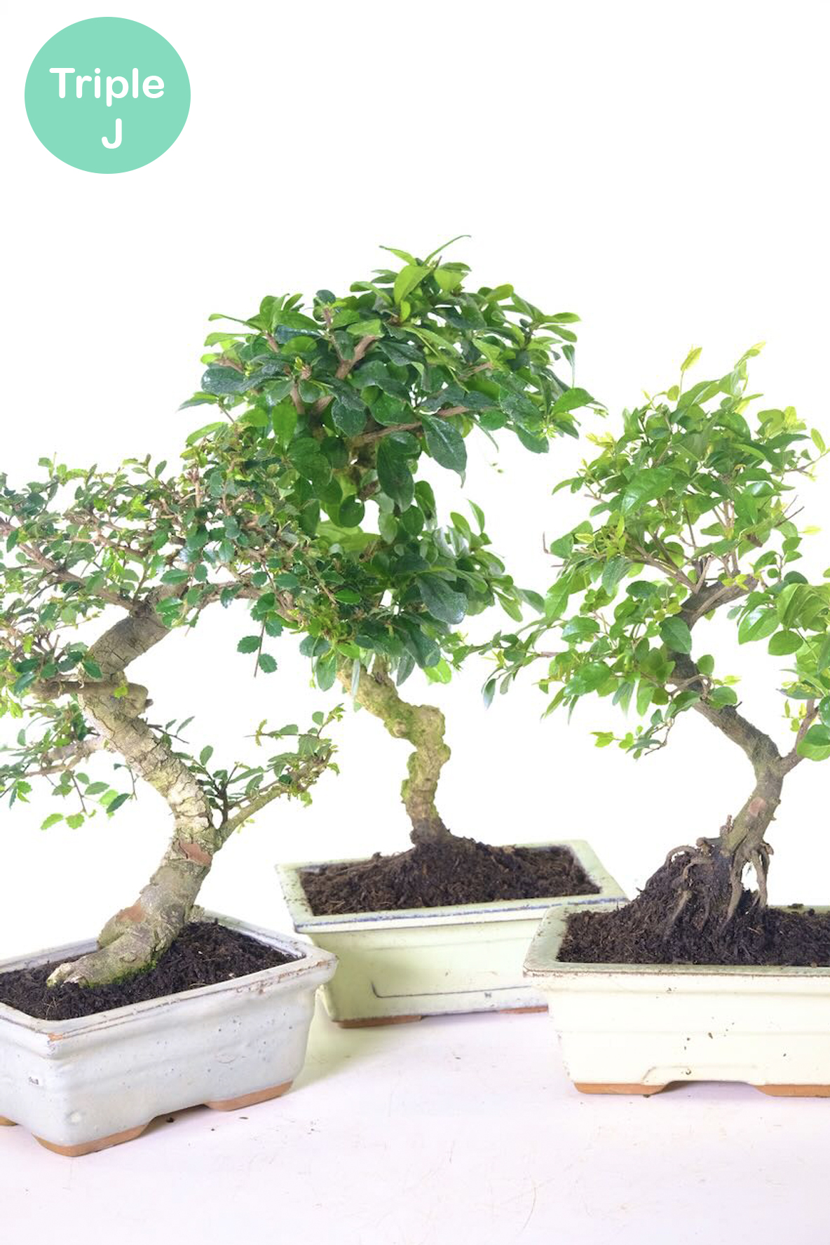 Chinese Fukien Tea Tree & Chinese Sweet Plum Triple Pack