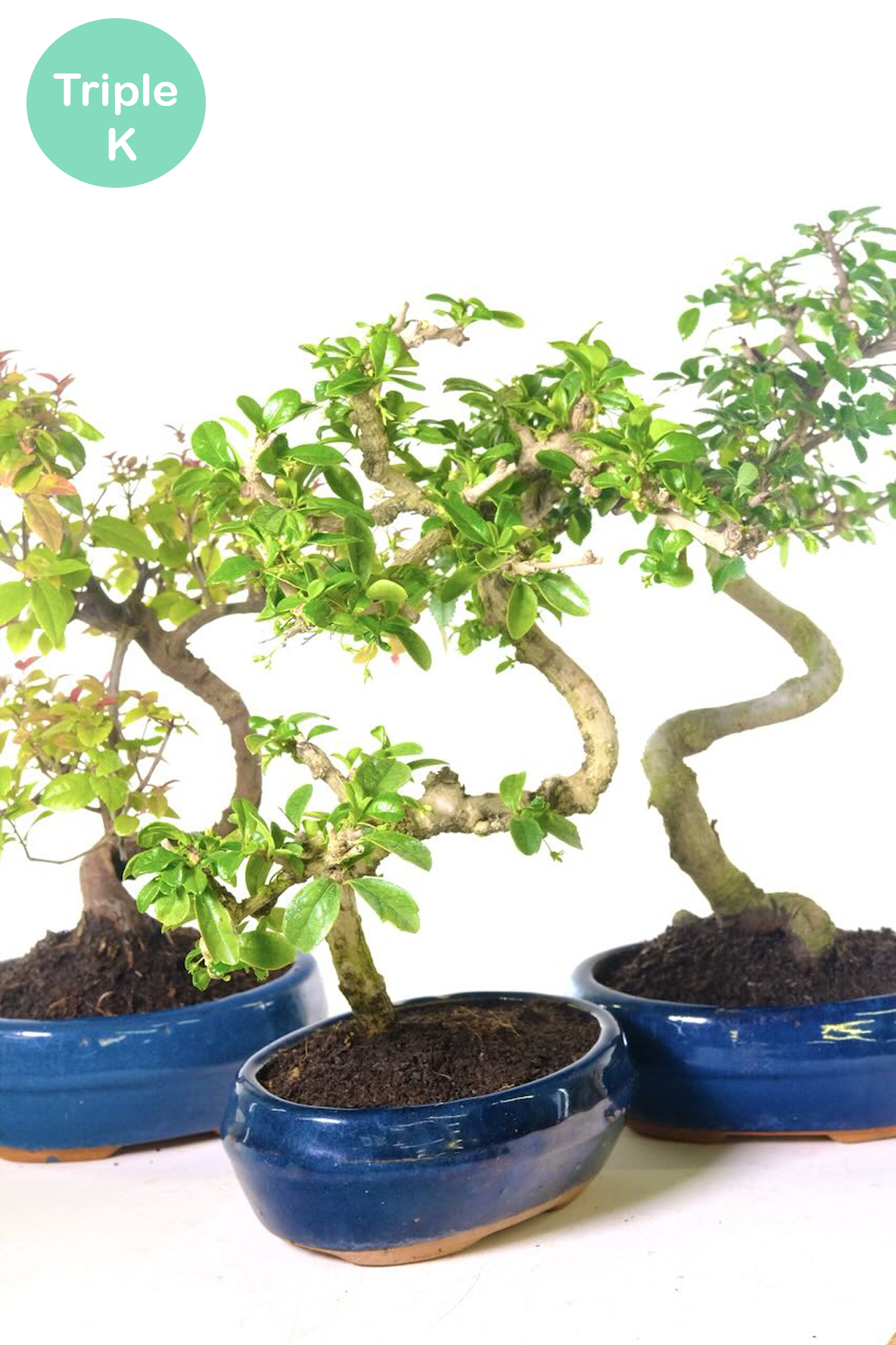 Chinese Fukien Tea Tree & Chinese Sweet Plum Triple Pack