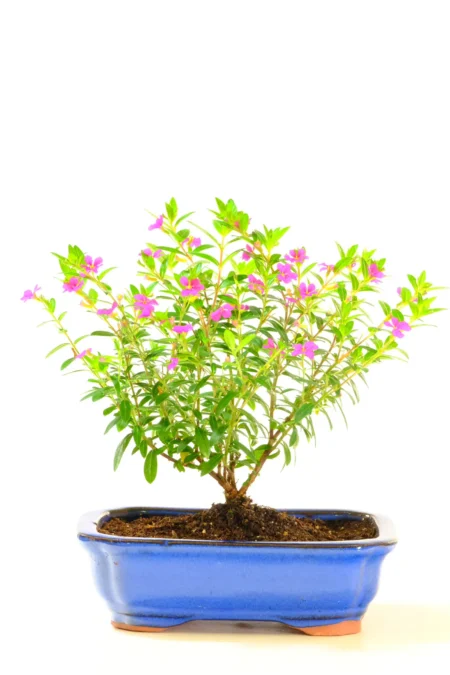 Very pretty miniature Cuphea bonsai tree