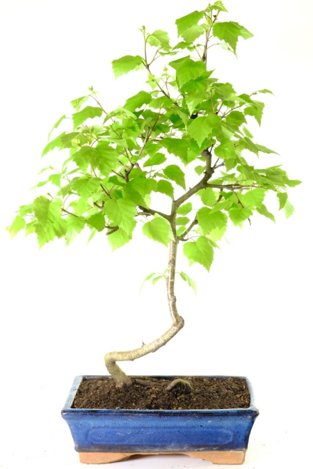 Beautiful Silver Birch bonsai tree for sale UK