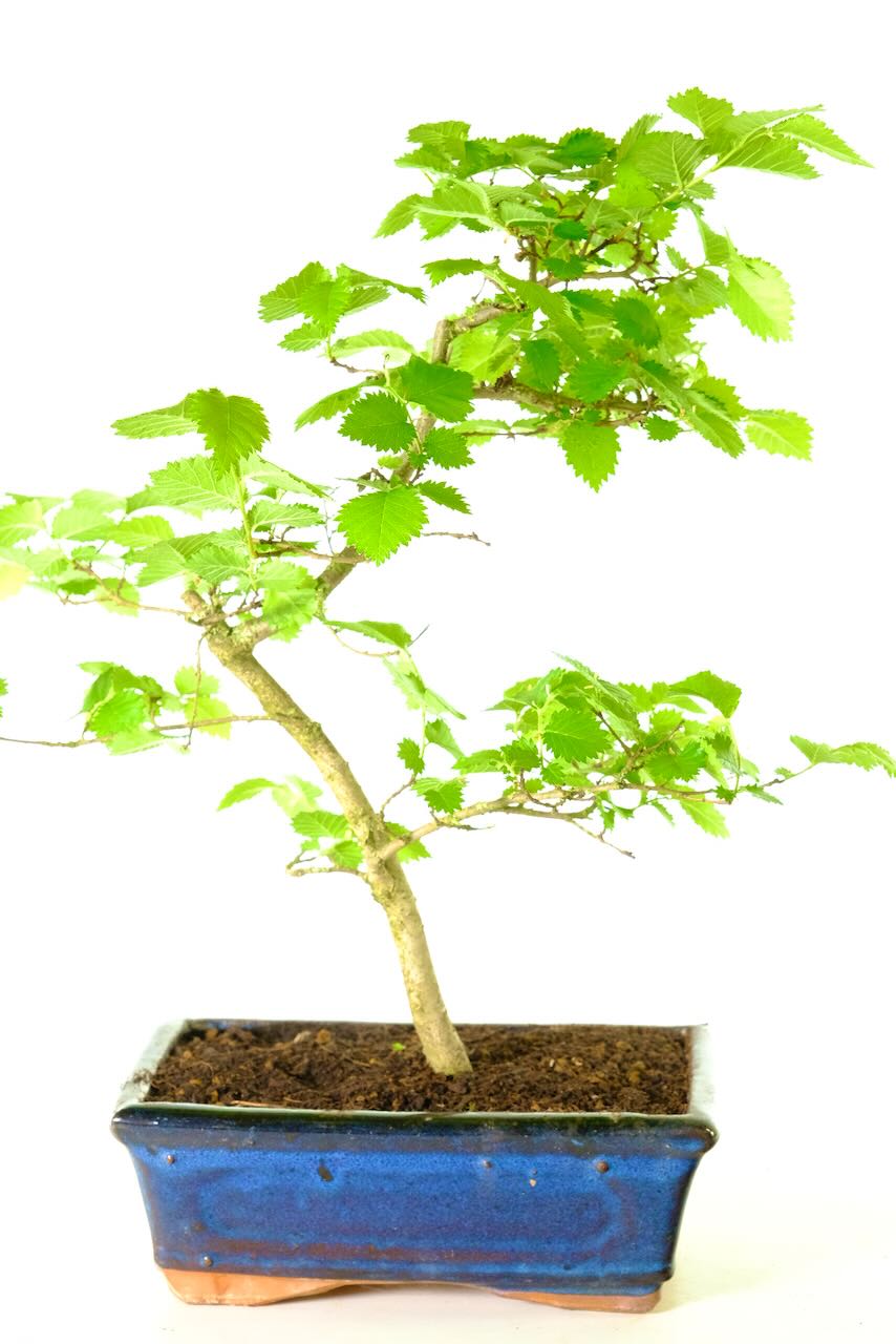 Upright styling with vibrant leaves