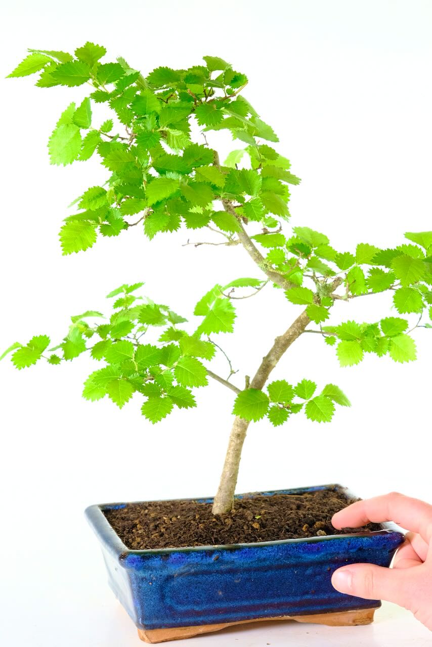 Comes potted in a navy blue ceramic pot - FREE UK delivery & Care instructions included