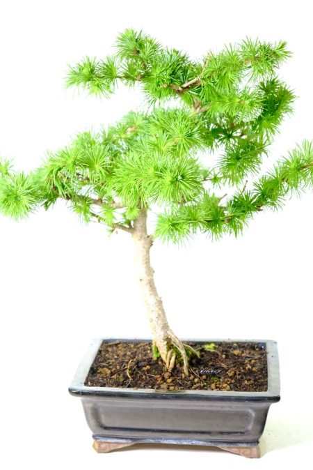 Larch Bonsai Tree | Hardy Bonsai with Amazing Seasonal Colours In Glossy Black pot