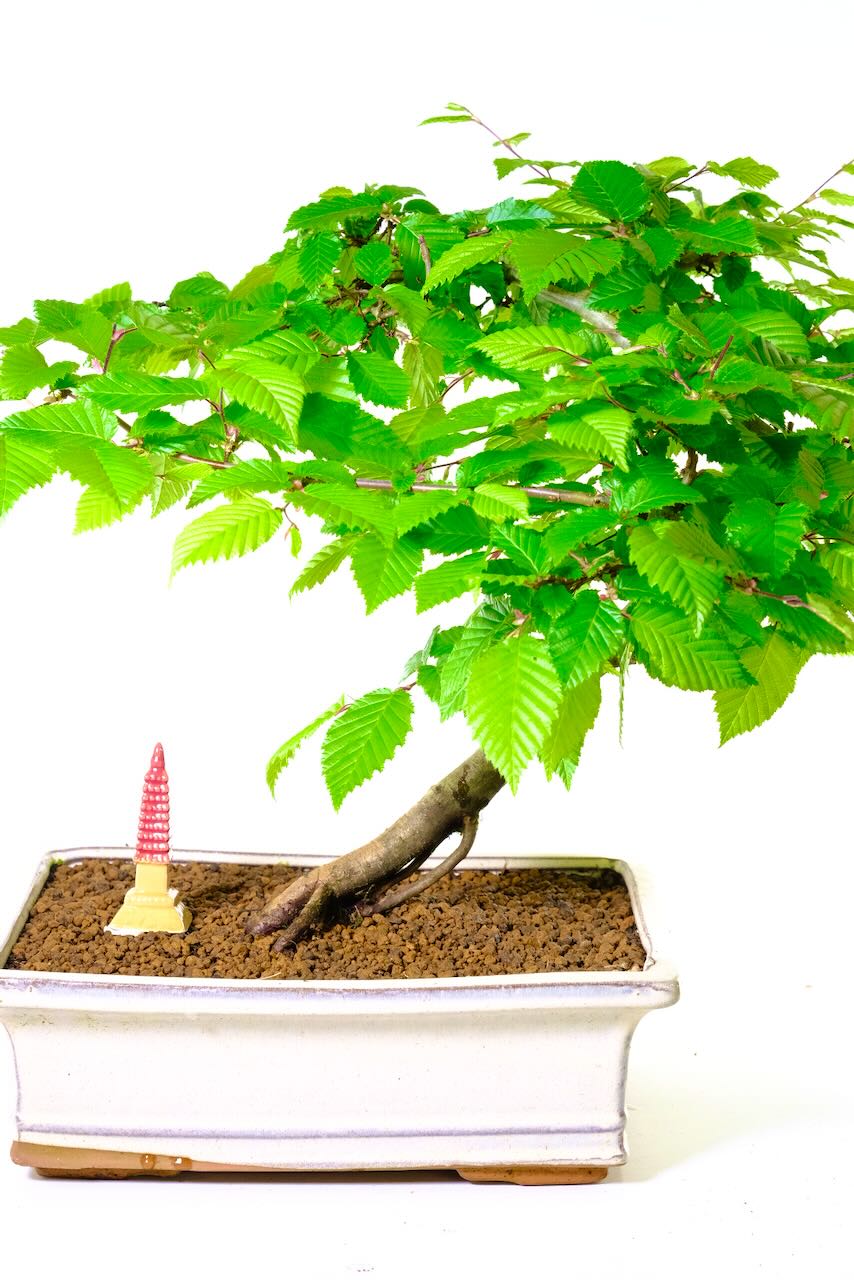 Hardy Carpinus betulus (Hornbeam) Bonsai Tree | Windswept Style