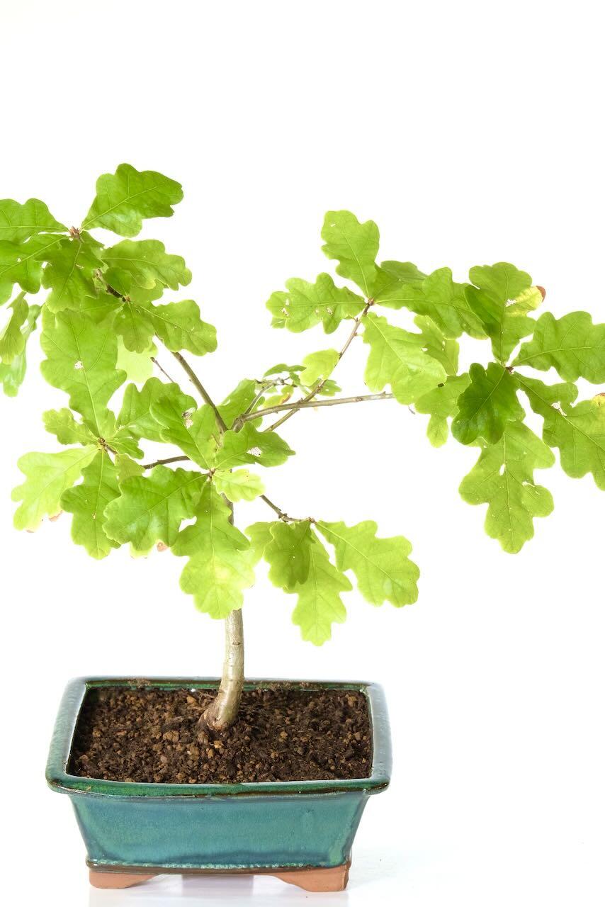 Rich green lobed leaves sit on a fantastically structured tree