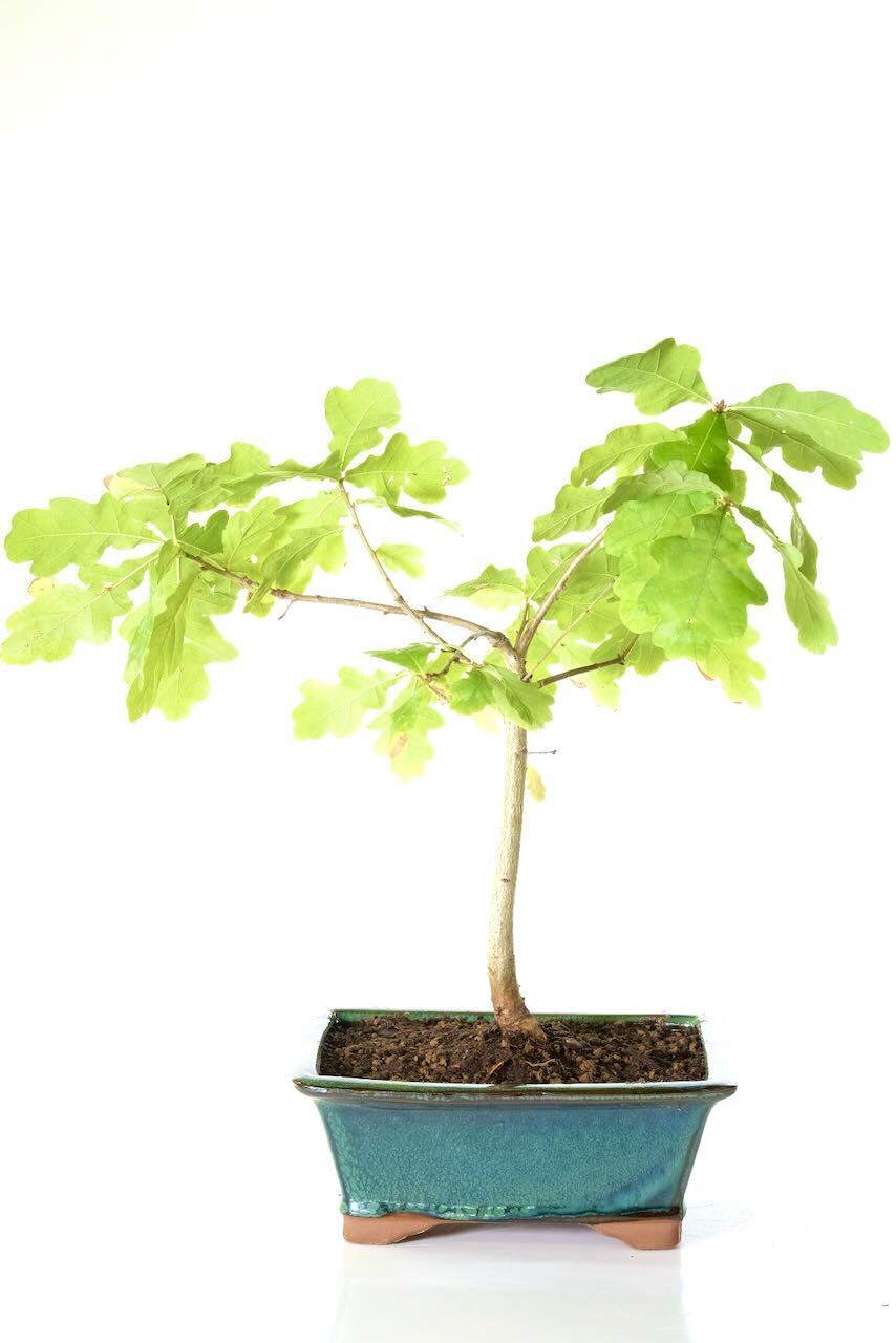 Delivery is FREE across the UK using a next working day service! Alternatively, you can select your preferred delivery date at the checkout